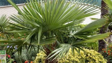 palmier resistant au froid