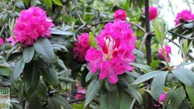 bouture rhododendron