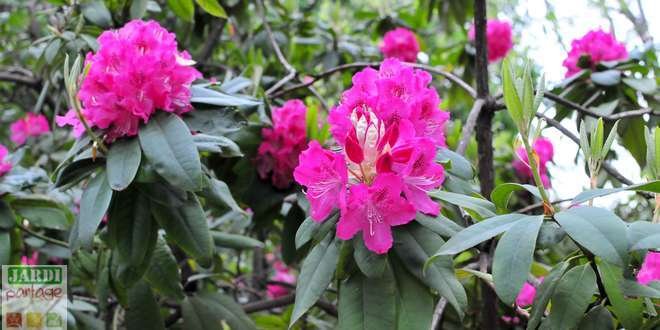bouture rhododendron