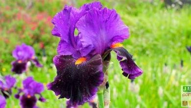 plantation iris