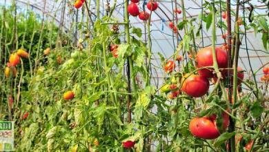 que faire des plants de tomates en fin de saison