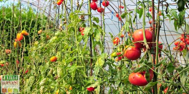 que faire des plants de tomates en fin de saison