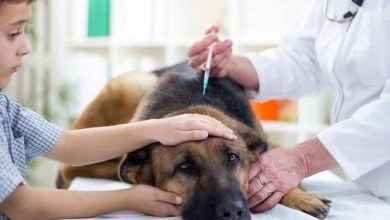 vaccin obligatoire chien