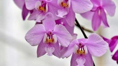 arrosage orchidee en pot