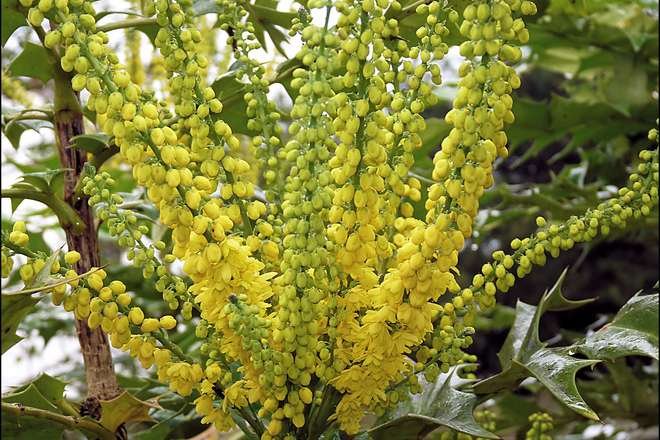 arbuste fleurs jaunes floraison hivernale