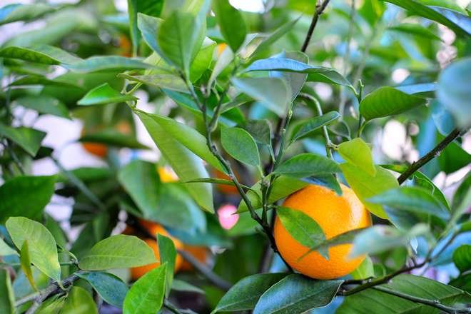 naranjo creciendo en macetas