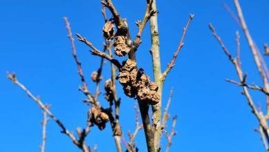 traitement arbre fruitier hiver