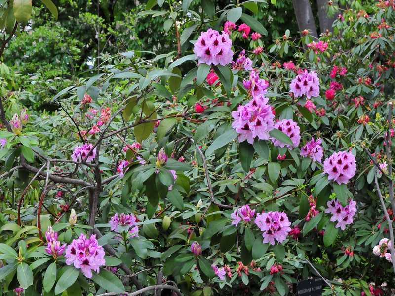 entretien rhododendron
