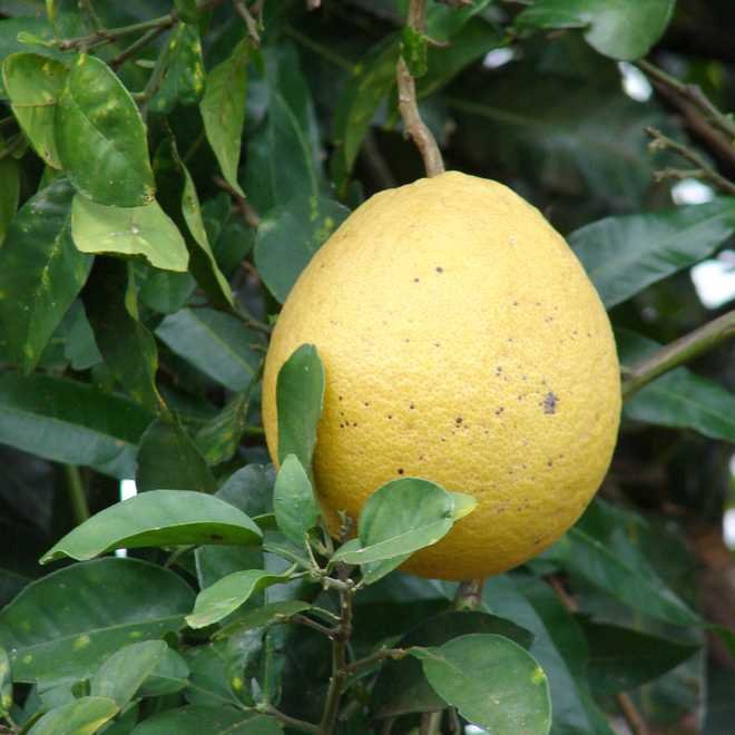 pamplemoussier fruit