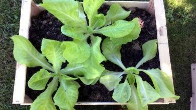 planter des salades dans une jardiniere