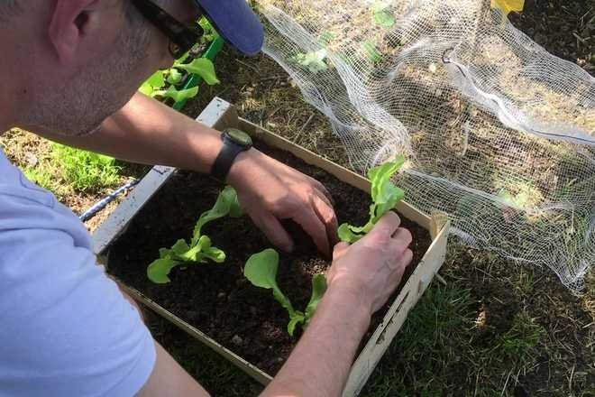 video planter des salades dans une jardiniere