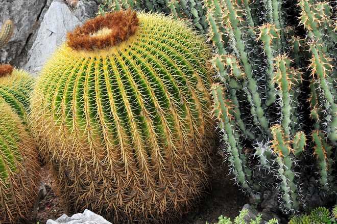 cactus exterieur qui resiste au froid