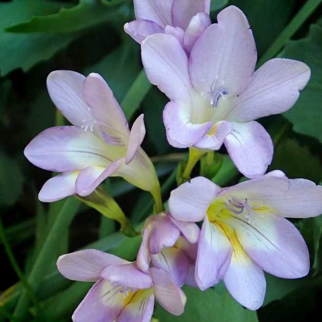 Freesia fleur plantation