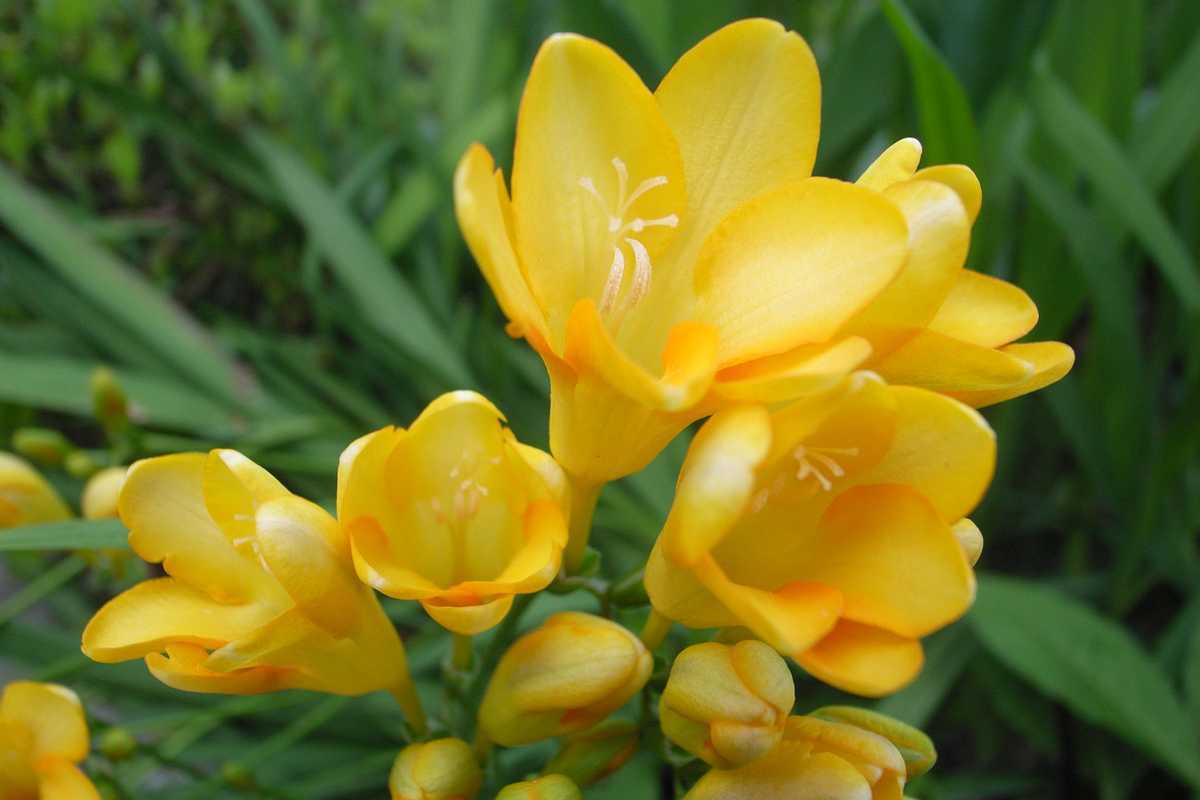 Freesia fleur