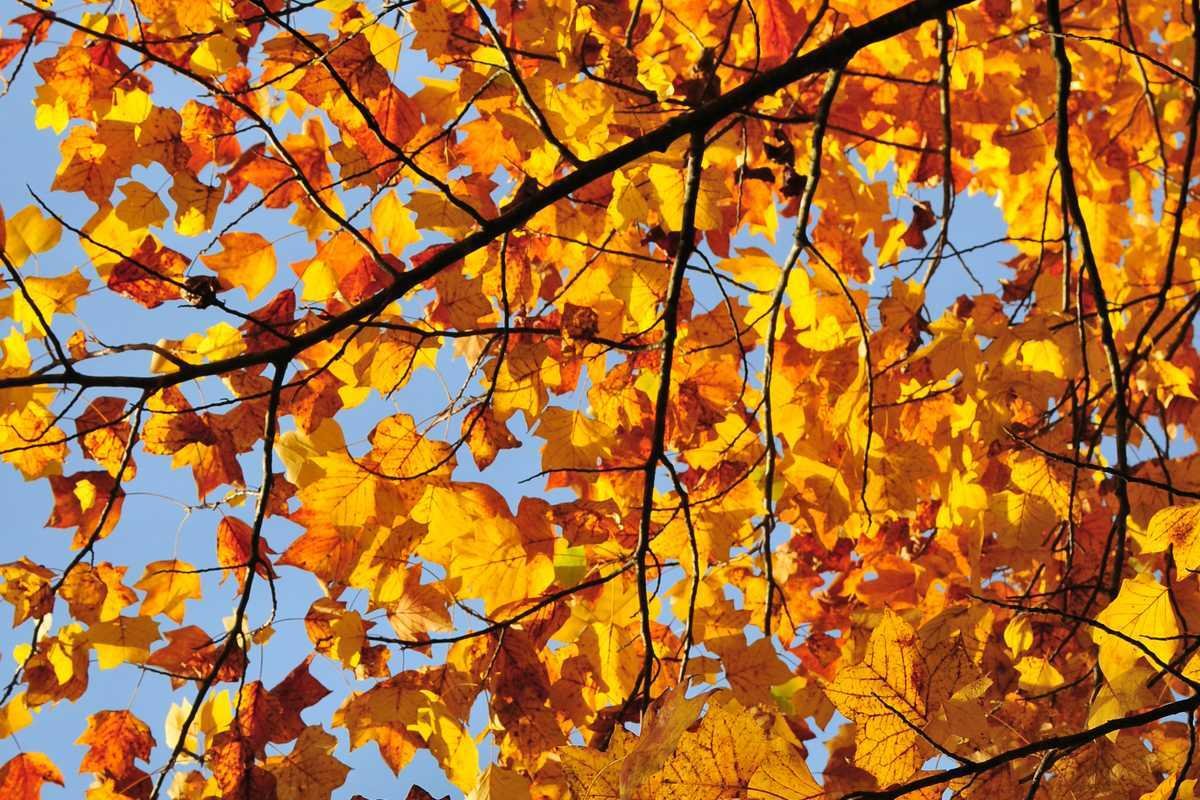 Pourquoi les feuilles des arbres changent de couleur