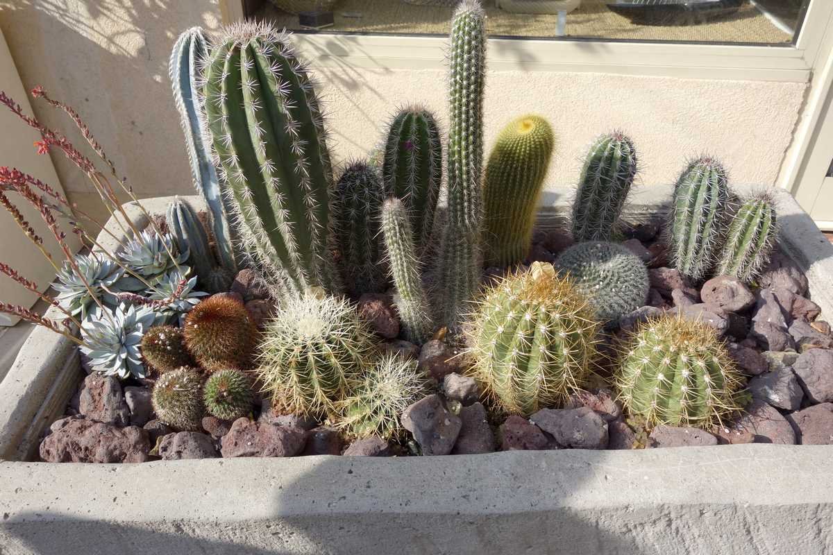 cactus arrosage