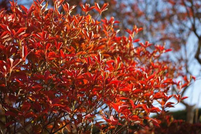 arbuste à feuilles rouges