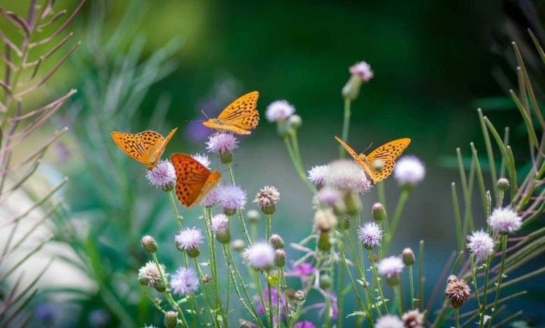 comment attirer les papillons au jardin