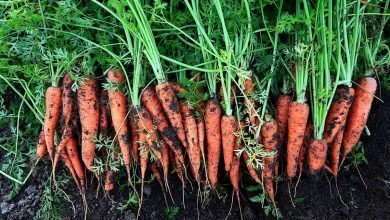 Comment conserver les carottes apres arrachage