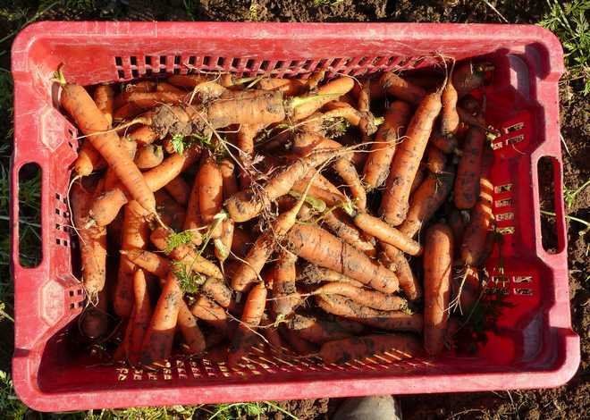 comment conserver les carottes du jardin