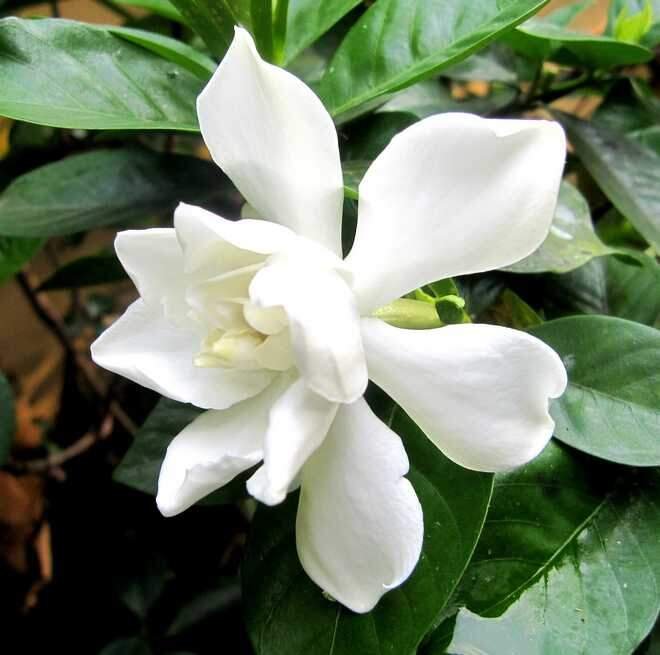 gardenia jasminoides grandiflora