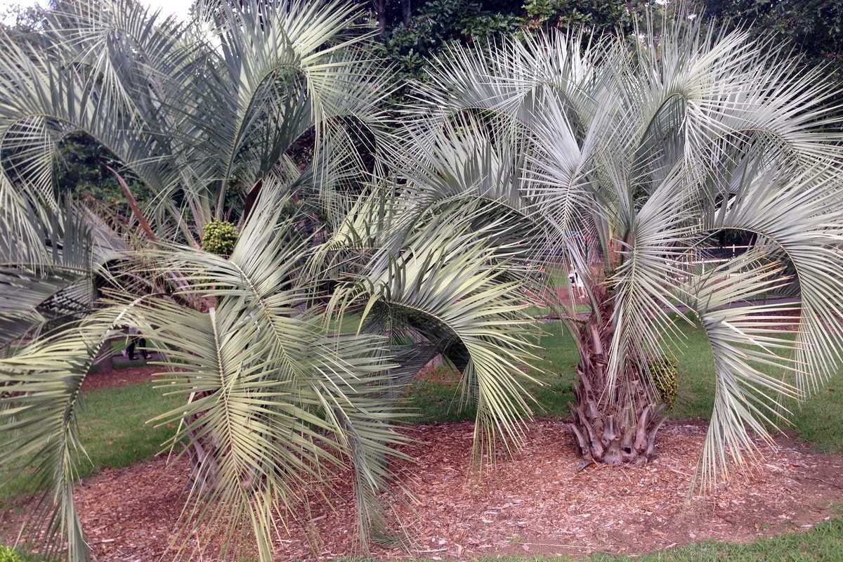 palmier butia