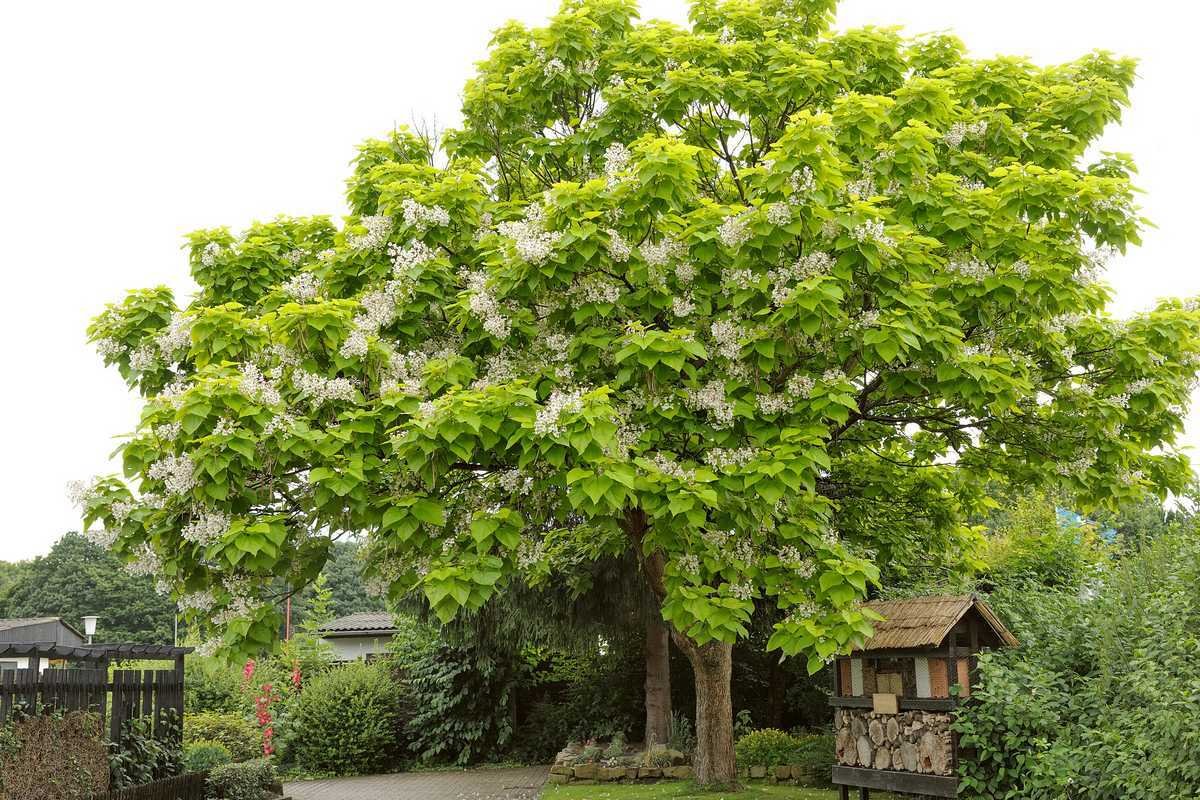 arbre catalpa