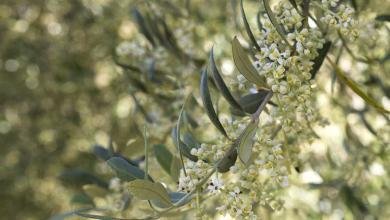 floraison olivier