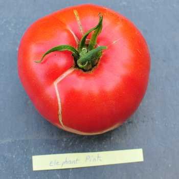 les meilleures tomates