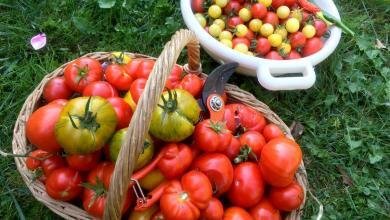 meilleures variétés de tomates