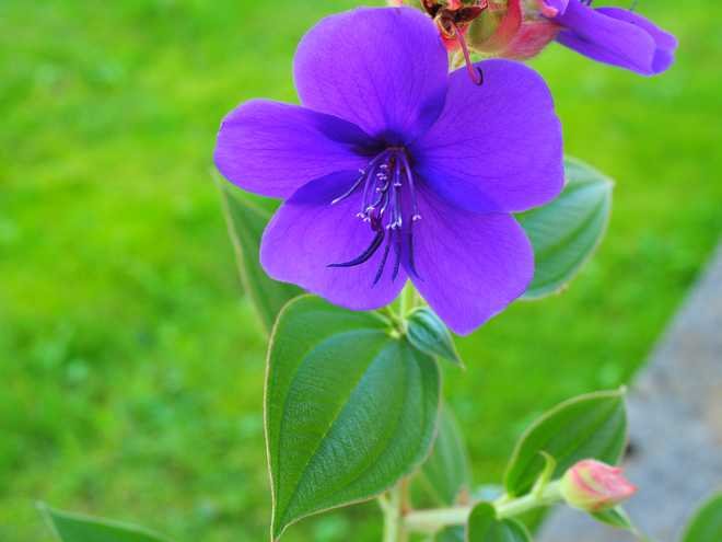 plante exotique a fleurs violettes
