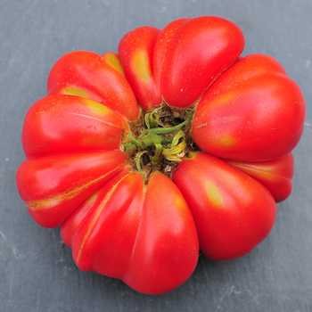 quelles sont les meilleures variétés de tomates