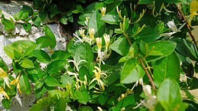 lonicera japonica halliana
