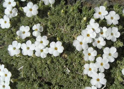 Phlox douglasii mousse couvre sol à fleurs blanches