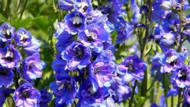 cultiver le dephinium bleu