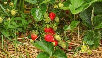 plantation des fraisiers