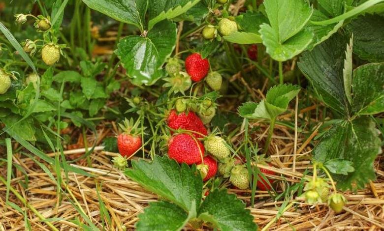 plantation des fraisiers