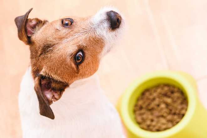 Croquettes pour chien premium alimentation