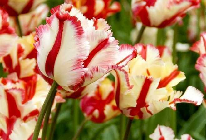variété de tulipe à motifs multicolores