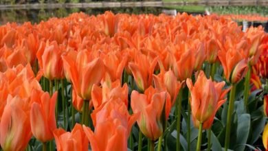 variétés de tulipes