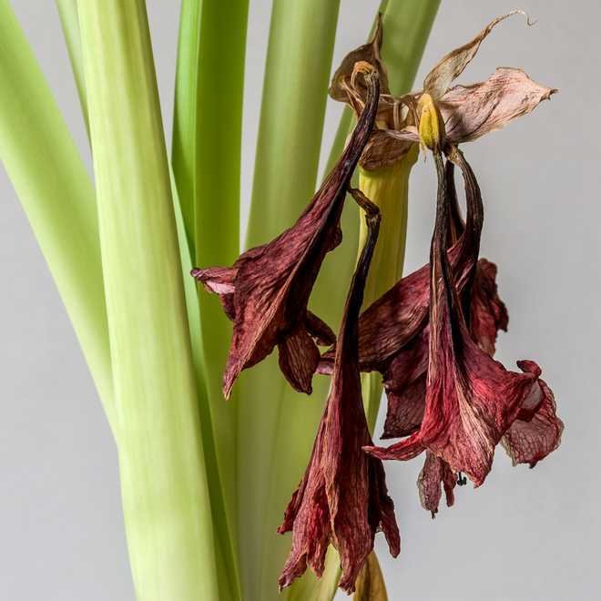 comment enlever les fleurs fanées de l'amaryllis