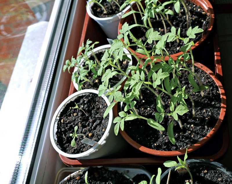 comment éviter que les plants de tomates filent