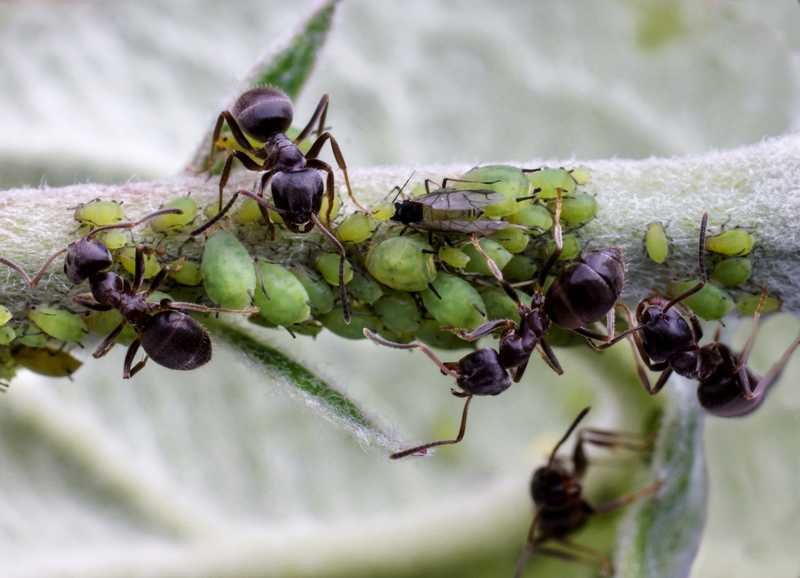 comment se débarrasser des fourmis avec du bicarbonate