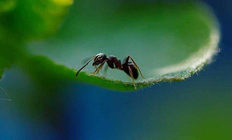 comment se débarrasser des fourmis naturellement