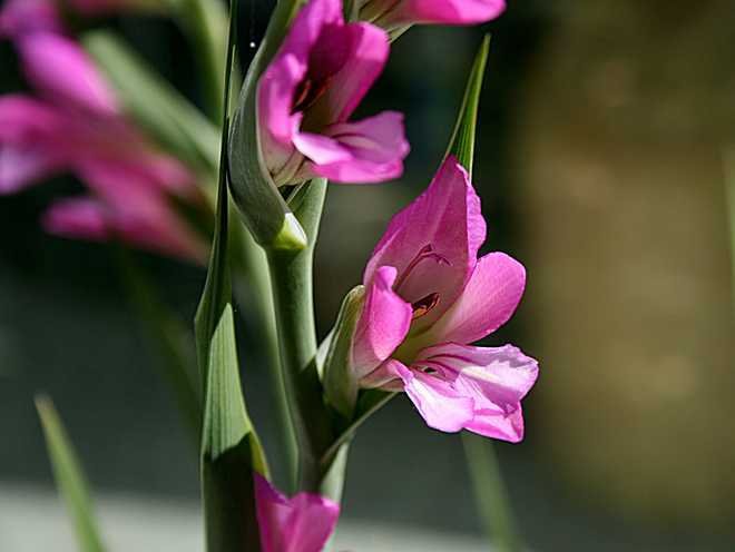 glaïeul de byzance gladiolus byzantinus