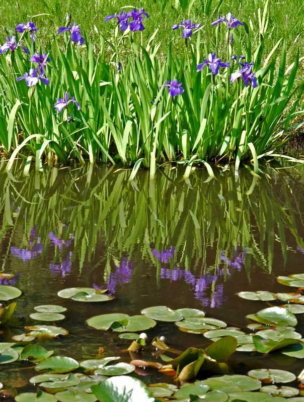 comment planter des iris dans un bassin 
