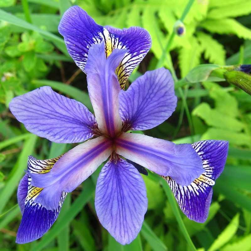 iris d eau bleu