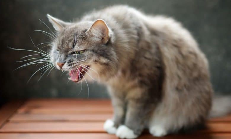 Comment calmer un chat agressif
