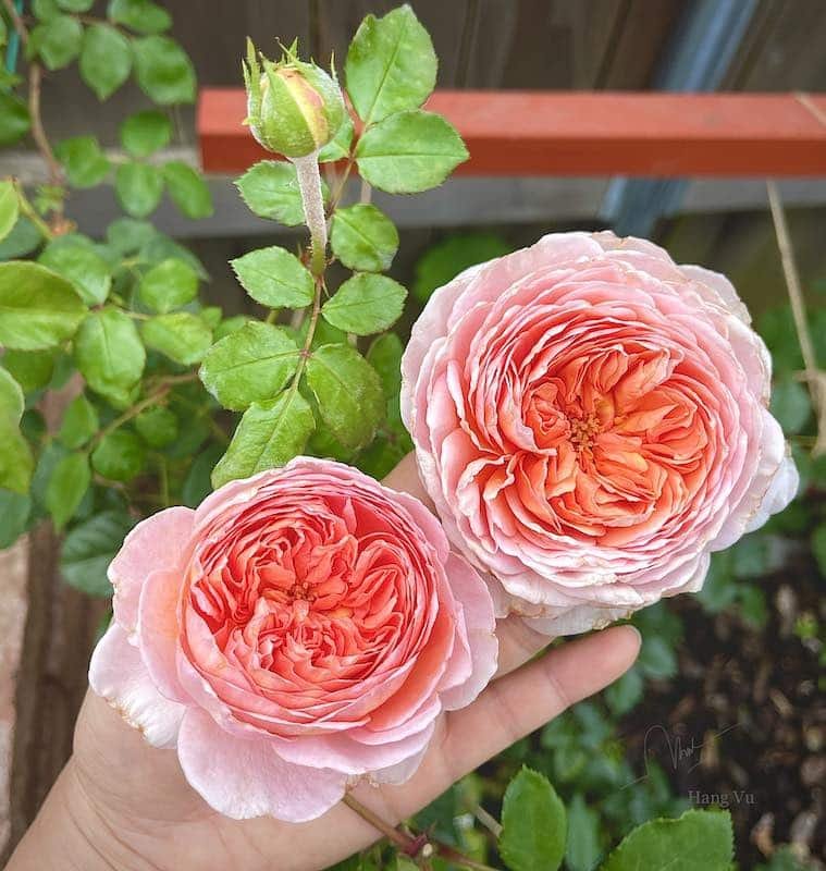 fleurs rosier abraham darby