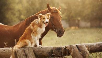 cheval et chien